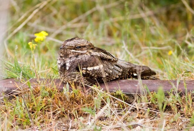 Raylar üzerinde 15 yılda 21 kuş türü görüntüledi
