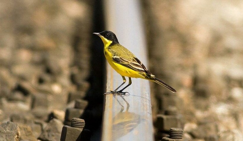 Raylar üzerinde 15 yılda 21 kuş türü görüntüledi