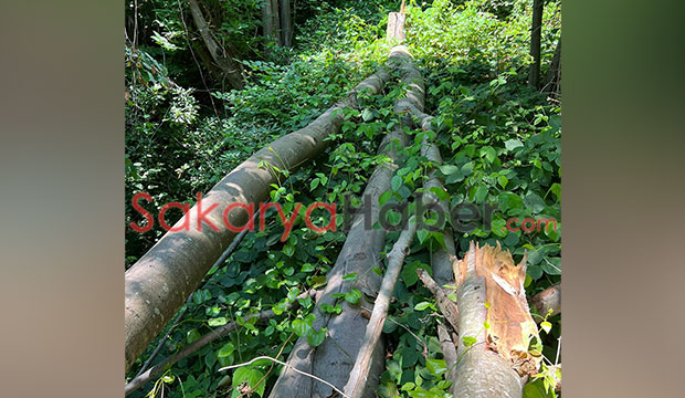 Reşadiye'de çevre katliamı