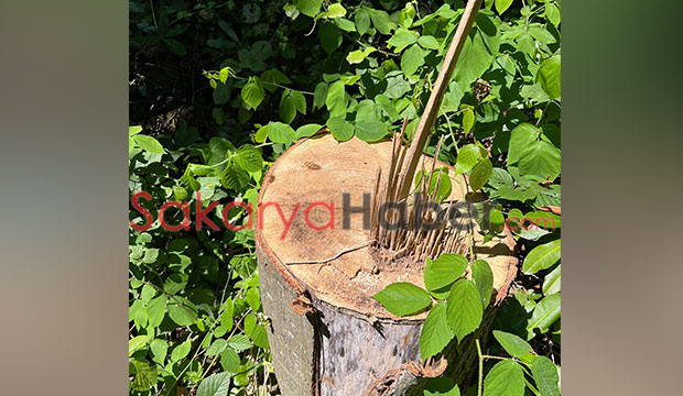 Reşadiye'de çevre katliamı