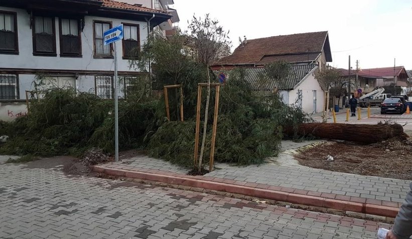 Rüzgar ağacı devirdi, mahalle elektriksiz kaldı