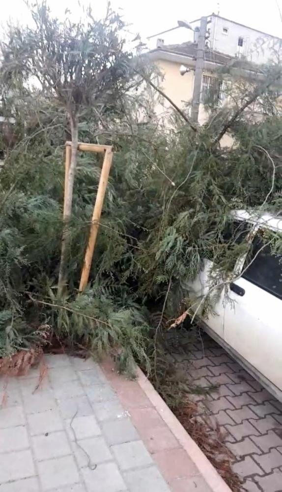 Rüzgar ağacı devirdi, mahalle elektriksiz kaldı