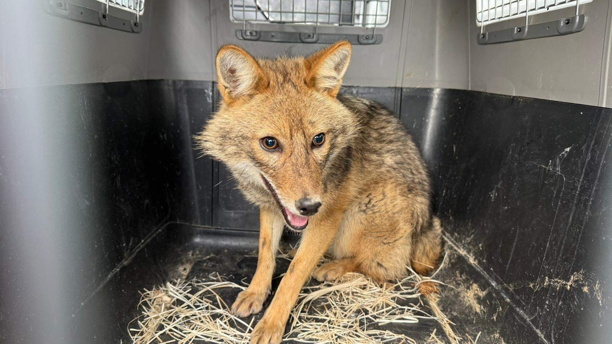 Sağlıklarına kavuştular, doğaya salındılar