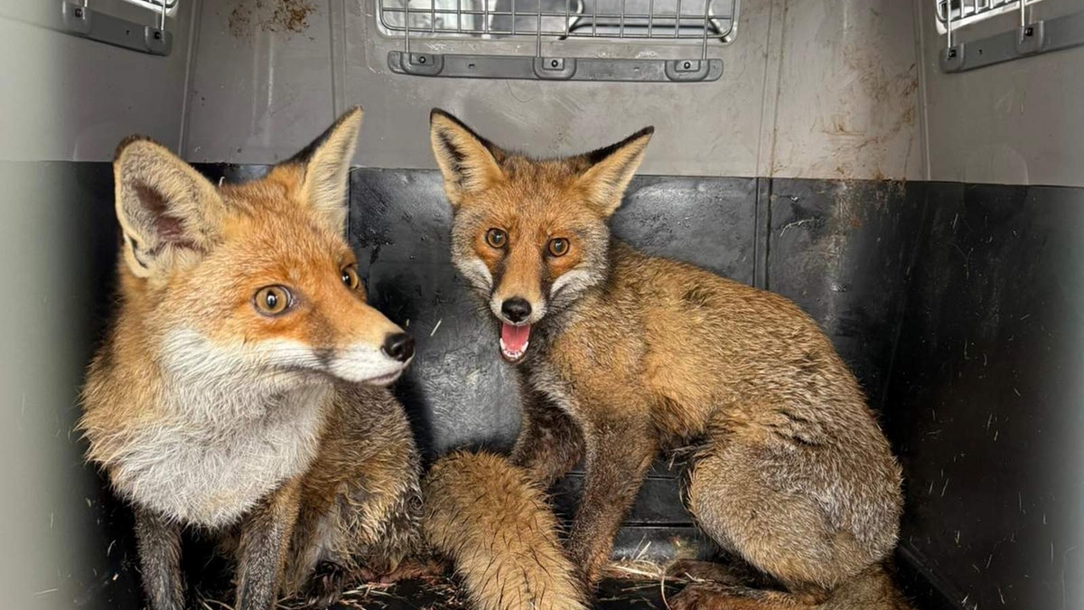 Sağlıklarına kavuştular, doğaya salındılar