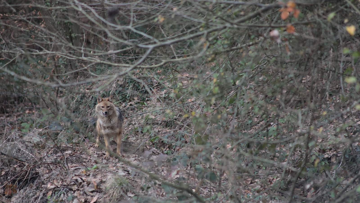 Sağlıklarına kavuştular, doğaya salındılar