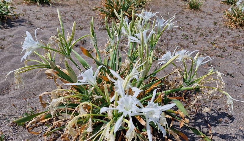 Sahildeki bu bitkiyi koparmanın cezası 80 bin lira