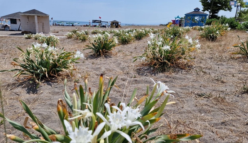 Sahildeki bu bitkiyi koparmanın cezası 80 bin lira