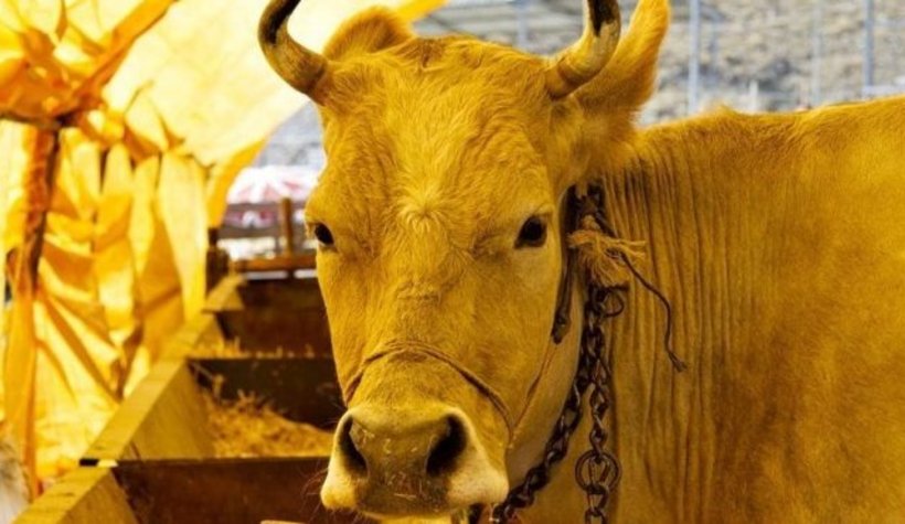 Sahte küpelerle 11 milyon liralık vurgun