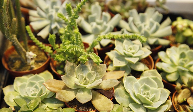 Sakarya BAHÇEM’i çok sevdi