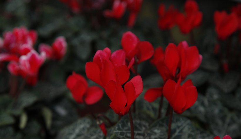 Sakarya BAHÇEM’i çok sevdi