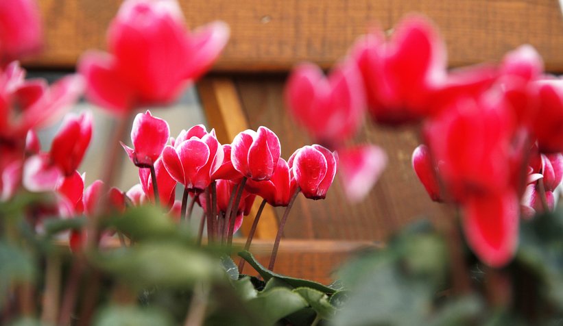 Sakarya BAHÇEM’i çok sevdi