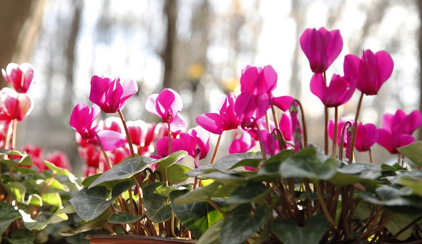 Sakarya BAHÇEM’i çok sevdi