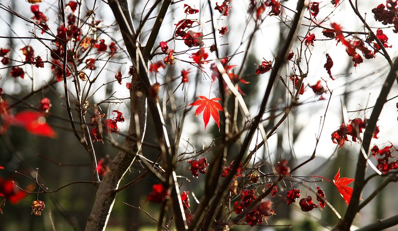 Sakarya BAHÇEM’i çok sevdi