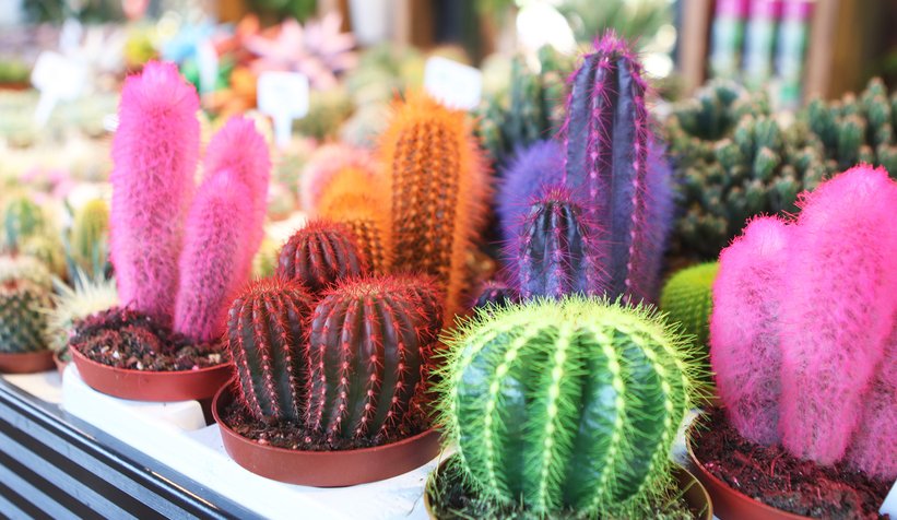 Sakarya BAHÇEM’i çok sevdi