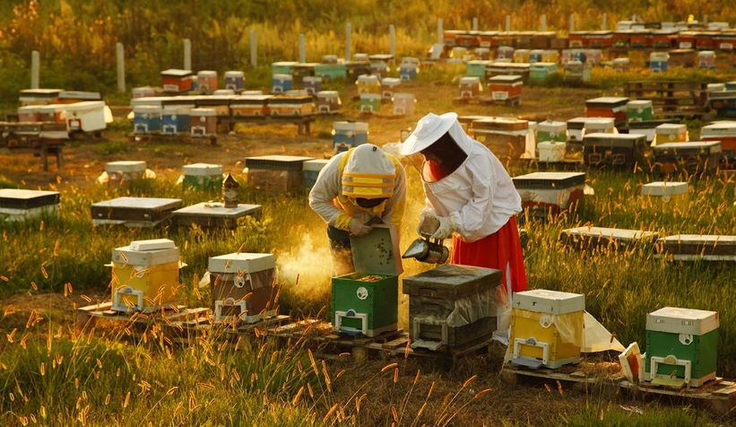 Sakarya balında 16 ton rekolte bekleniyor