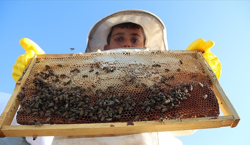 Sakarya balında 16 ton rekolte bekleniyor