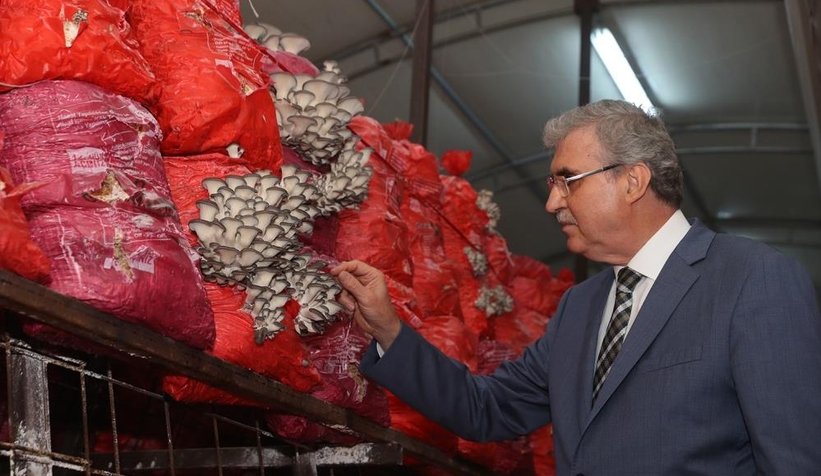 Sakarya Büyükşehir 20 ton istiridye mantarı üretimi hedefliyor