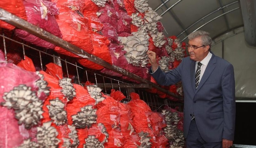 Sakarya Büyükşehir 20 ton istiridye mantarı üretimi hedefliyor