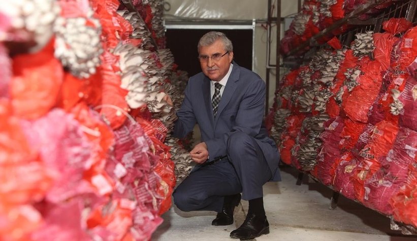 Sakarya Büyükşehir 20 ton istiridye mantarı üretimi hedefliyor