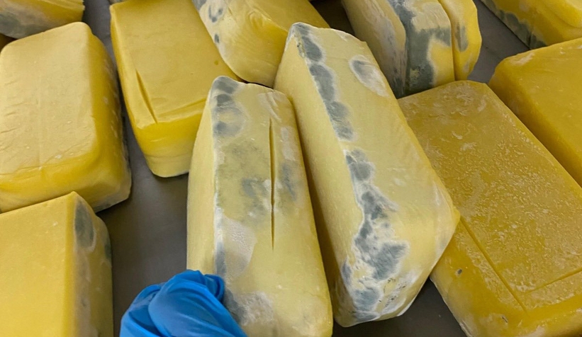 Sakarya'da 1,5 ton küflenmiş tost peyniri ele geçirildi