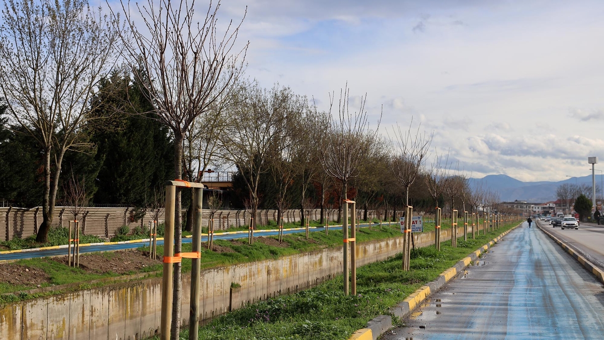 Sakarya'da 3 ayda 2 bin 500 ağaç toprakla buluştu