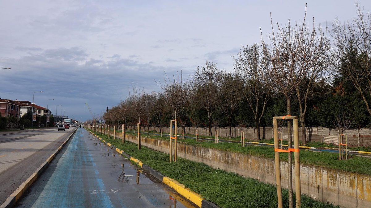 Sakarya'da 3 ayda 2 bin 500 ağaç toprakla buluştu