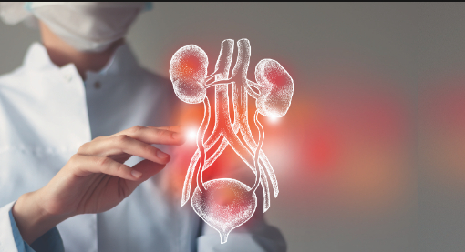 Sakarya'da 4 yılda 180 hastaya böbrek nakli