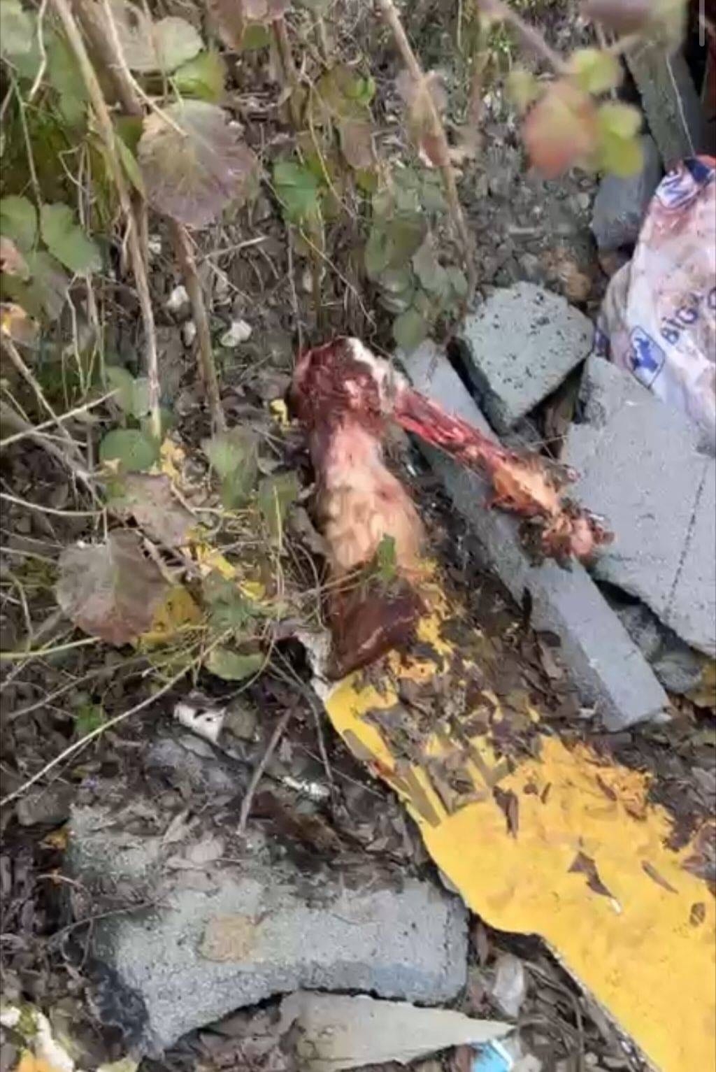 Sakarya'da at kesen 3 kişi jandarma tarafından yakalandı