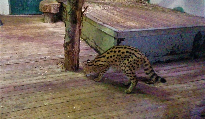 Sakarya'da bulunmuştu, karantinaya alındı