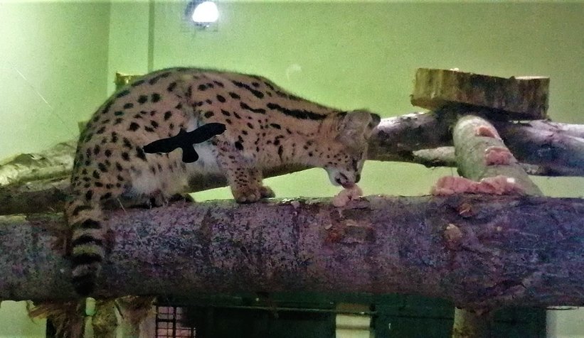 Sakarya'da bulunmuştu, karantinaya alındı