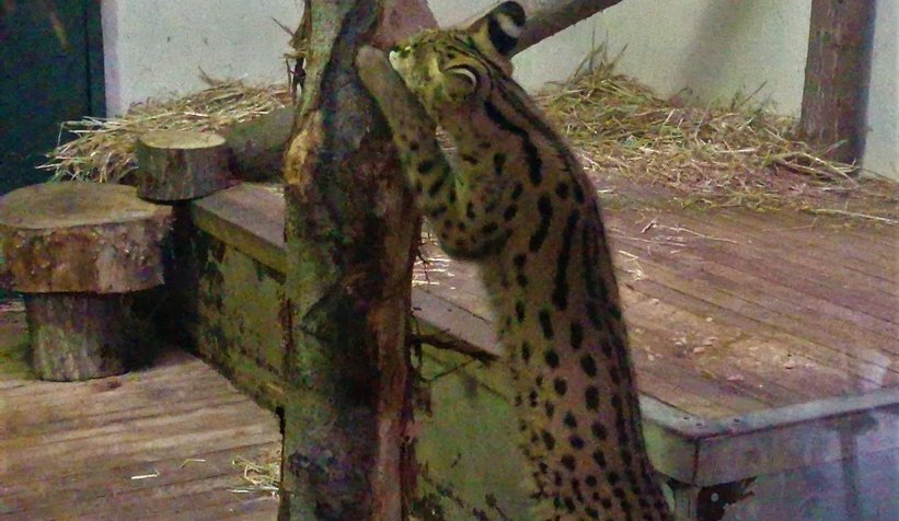 Sakarya'da bulunmuştu, karantinaya alındı