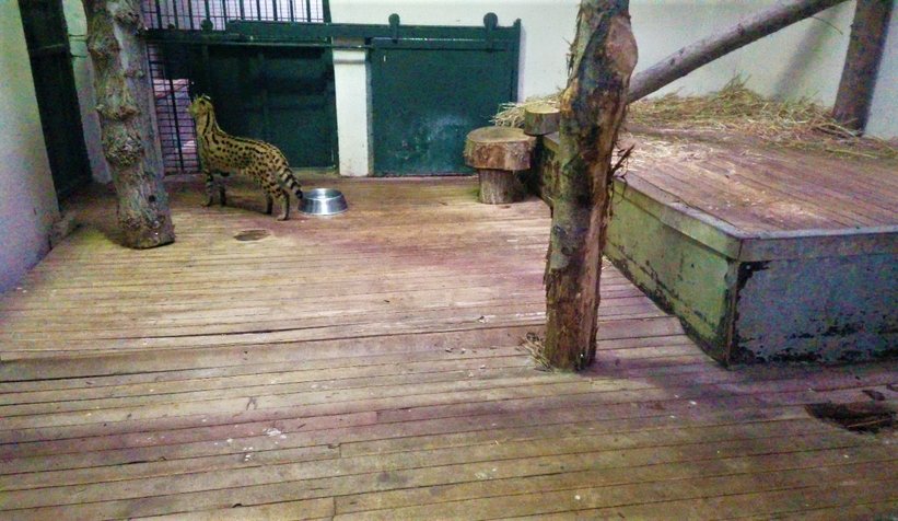 Sakarya'da bulunmuştu, karantinaya alındı