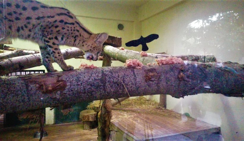 Sakarya'da bulunmuştu, karantinaya alındı