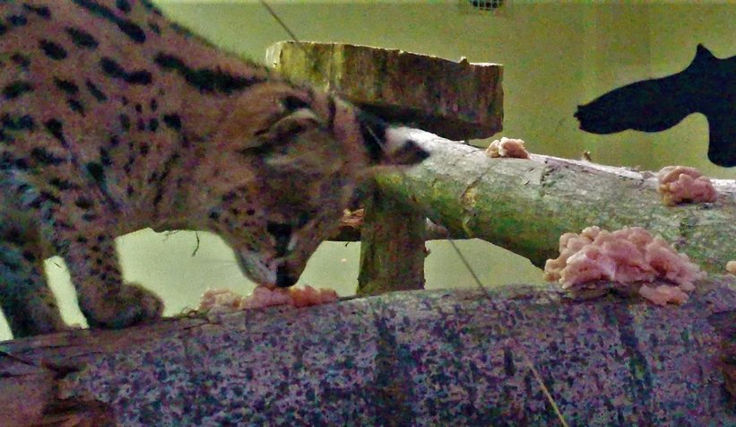 Sakarya'da bulunmuştu, karantinaya alındı