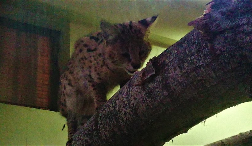 Sakarya'da bulunmuştu, karantinaya alındı