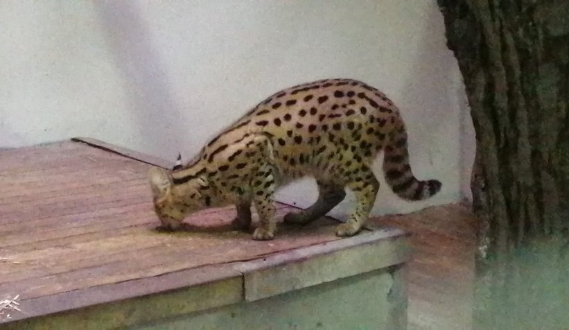 Sakarya'da bulunmuştu, karantinaya alındı