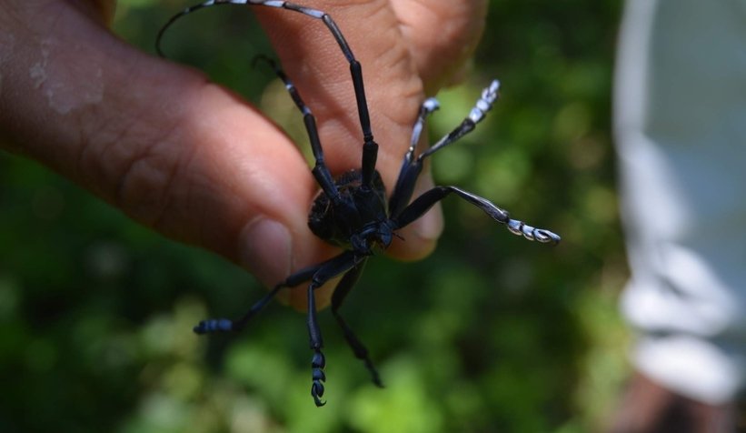 Sakarya'da da görüldü, tarım arazilerini tehdit ediyor