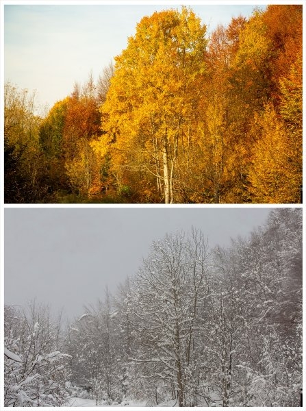 Sakarya'da doğa şölen sunuyor: Sonbahar ve kış bir arada