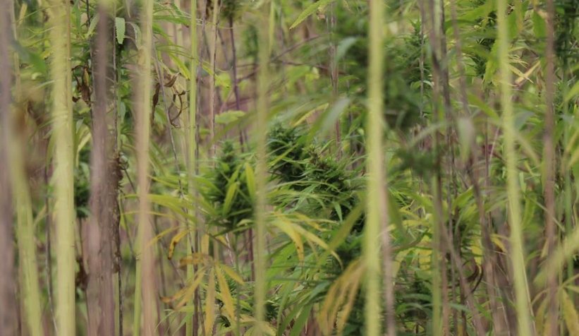 Sakarya'da endüstriyel keneverin hasadı başladı