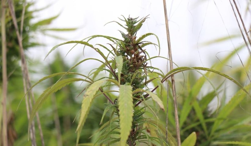 Sakarya'da endüstriyel keneverin hasadı başladı