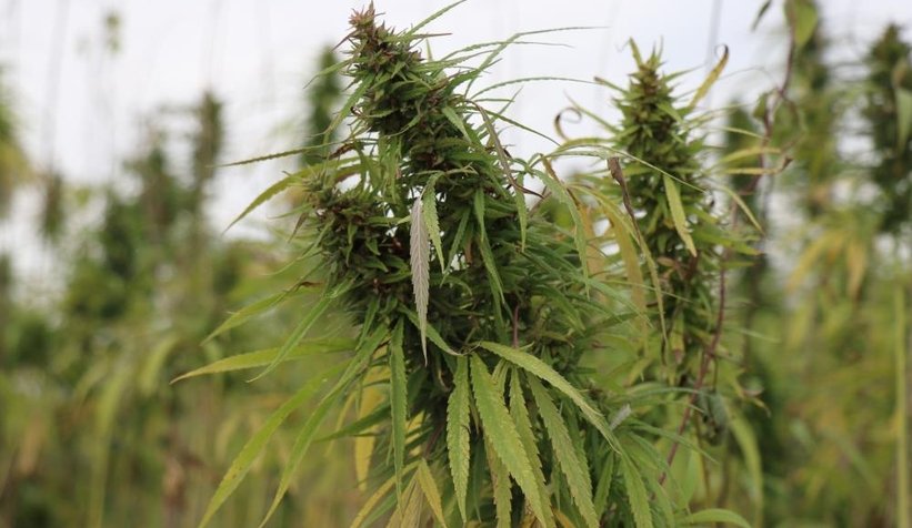 Sakarya'da endüstriyel keneverin hasadı başladı