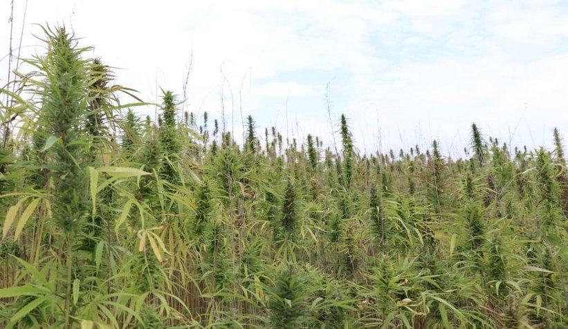 Sakarya'da endüstriyel keneverin hasadı başladı