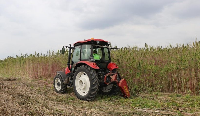 Sakarya'da endüstriyel keneverin hasadı başladı