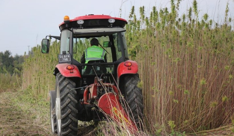 Sakarya'da endüstriyel keneverin hasadı başladı