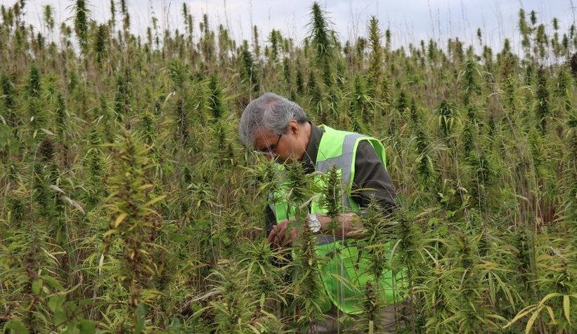 Sakarya'da endüstriyel keneverin hasadı başladı