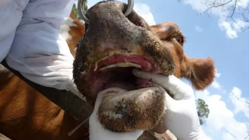 Sakarya'da ikinci şap vakası, o ilçeye de sıçradı