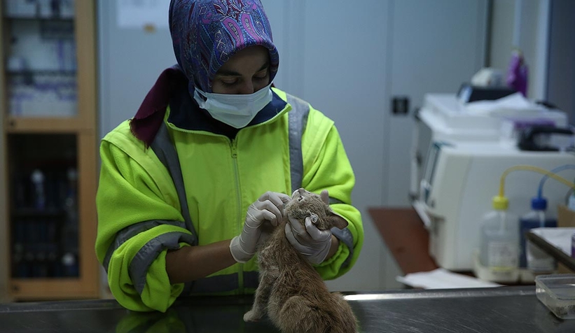 Sakarya'da kaç hayvan sahiplenildi?
