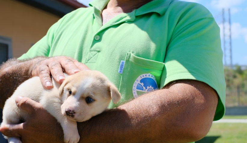 Sakarya'da kaç hayvan sahiplenildi?