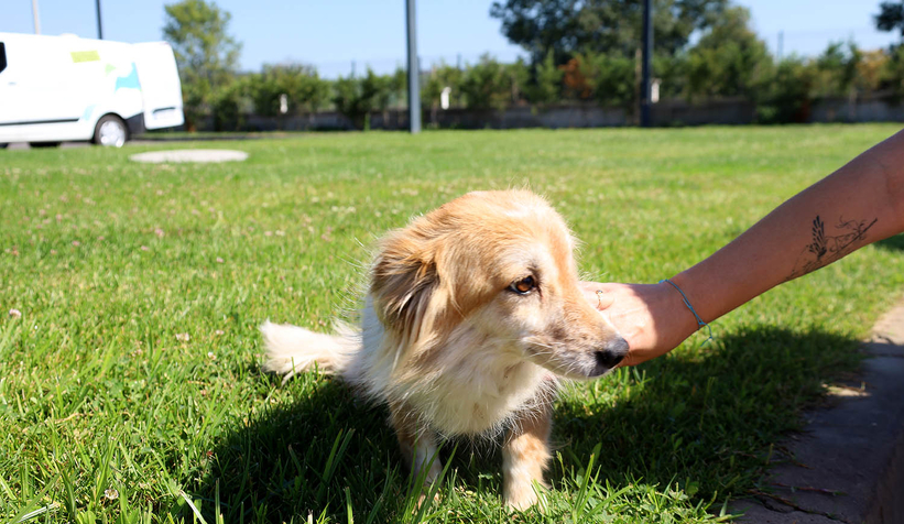 Sakarya'da kaç hayvan sahiplenildi?