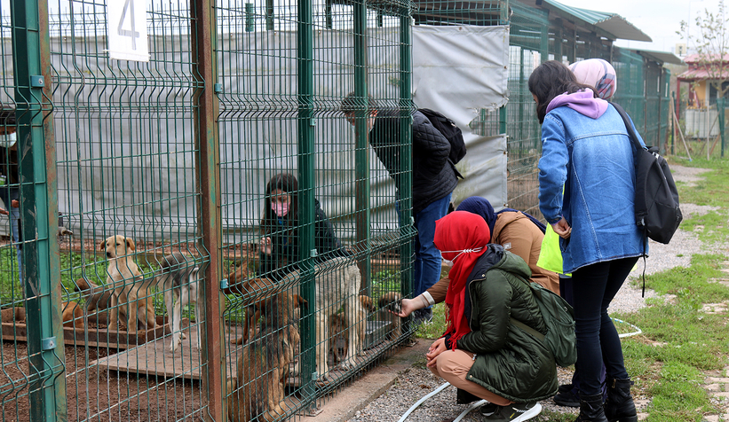 Sakarya'da kaç hayvan sahiplenildi?